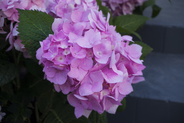 Flowers of pink hydrangea, on a blurry background