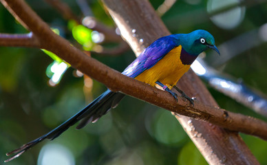 Bird with an eye for you