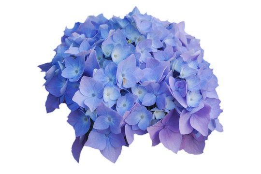 Fototapeta Flowers of blue hydrangeas, on white isolated background