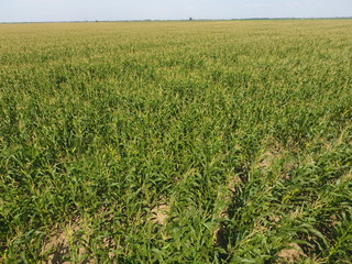 Field of corn. Green corn blooms on the field. Period of growth and ripening of corn cobs.