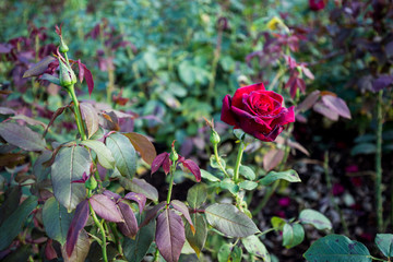 Red rose Regents Park