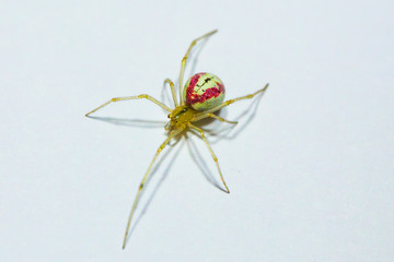 Cobweb spider (Enoplognatha ovata)