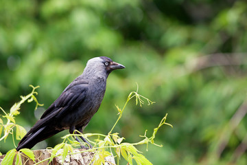 Black crow sitting on a tree stump, shot from the side on a sunny day with green trees in the background and space for text.