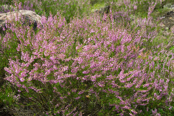 Heather, an evergreen shrub with small leaves and purple-pink flowers. Heather's lavish bloom