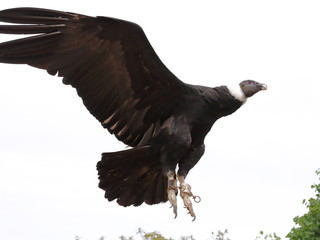 Condor en vol : atterrissage