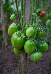 tomatoes in a glass house