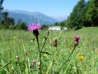 Blumenwiese beim Genusswandern im Valle Maira, Piemont, südliche Alpen, Italien