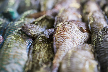 poissons dans un marché en polynésie, tahiti