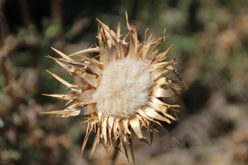 pura natunaleza