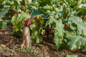 Sugar beet in a field. Rural scene. Crop and farming