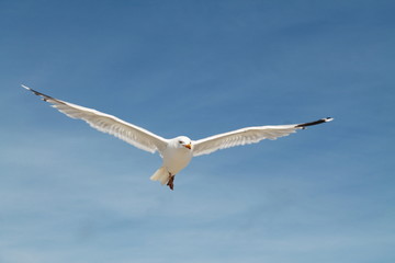 le vol du goeland