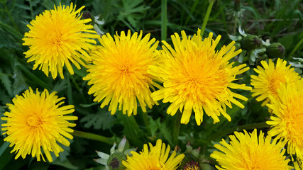 Bright yellow dandelion flowers