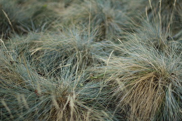 weeds