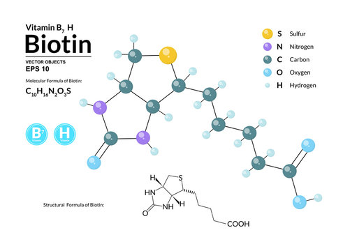 Structural chemical molecular formula and model of Biotin. Atoms are represented as spheres with color coding isolated on background. 2d, 3d visualization and skeletal formula. Vector illustration