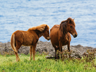 Obraz premium 与那国馬