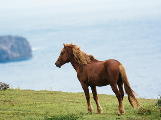 Fototapeta premium 与那国馬