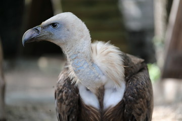 Vautour Fauve
