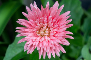 Pink flower of gerbera plant	close up pink beautiful flower and popular in the home	front view and blur green leave background.