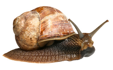 Garden snail isolated on white background. Helix pomatia snail looks down.