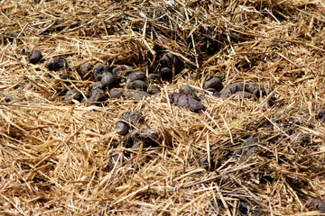 Steaming pile of manure on straw in a farmyard