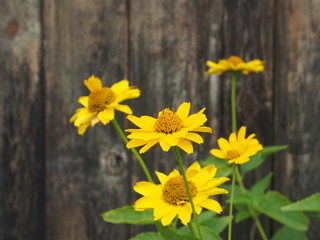 Landleben: Sommerblumen, blühende Sonnenaugen vor alter Holzwand