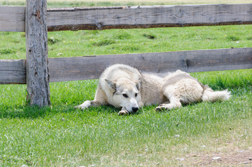 Obraz premium Alert dog on guard in rural region in Altai