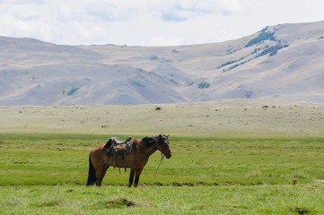 A horse on the grass standing