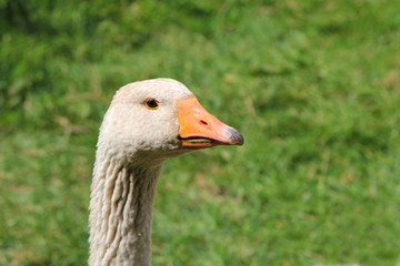 Close up portrait of a West of England Gander (male goose)