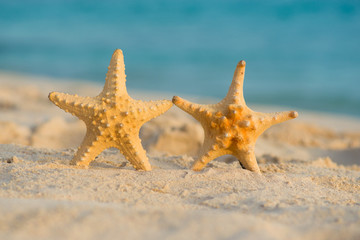 Two starfish on the beach. Dominican Republic