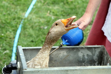 West of England Gander (male goose) stuck in a farmyard water trough