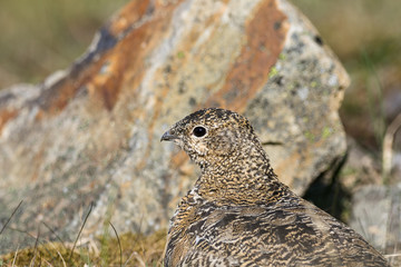 Svalbard Rock ptarmigan, female with summer plumage, Svalbard, close up
