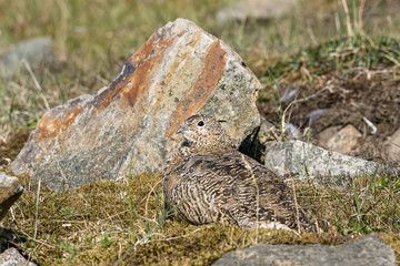 Svalbard Rock ptarmigan, female with summer plumage, lying on ground in summer, Svalbard