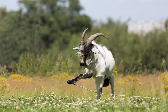  goat on a leash in  meadow