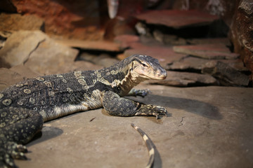 Komodo Dragon in captivity