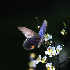 beautiful plum blossom with nice background color