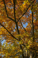 autumn tree with colored leaves