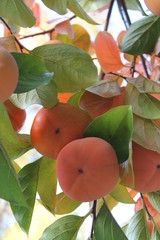 Hanging Persimmons