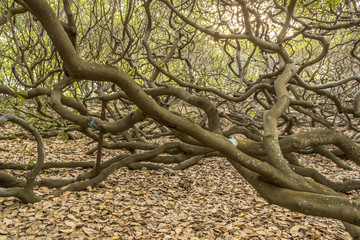 Trunk, twigs and leaves of the world's largest cashew tree