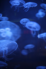 Obraz premium Jellyfish Glowing in Black Light