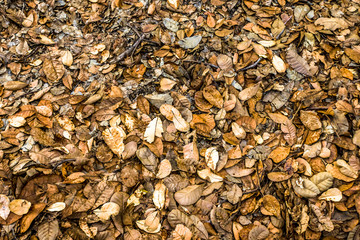 Many dried yellow leaves