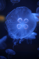 Jellyfish Glowing in Black Light