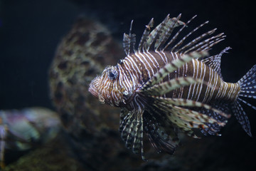Tropical Lionfish in an Aquarium