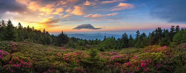 Stickers pour porte Nature Champ de rhododendrons au lever du soleil, Roan Mountain State Park, Tennessee