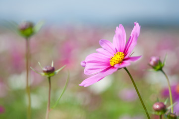 コスモス