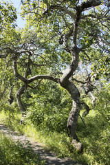 Spooky gnarled aspen grove in Crooked Tree Forest on the Trans-Canada Trail near Hafford, Saskatchewan, Canada.