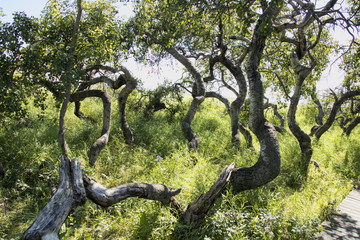 Spooky gnarled aspen grove in Crooked Tree Forest on the Trans-Canada Trail near Hafford,...