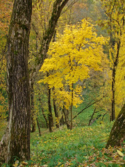 Fototapeta premium Autumn forest landscape