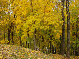 Autumn forest landscape