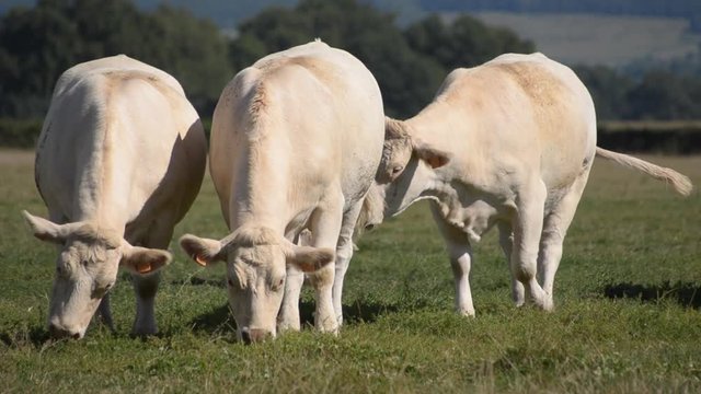 Vaches Charolaises en train de brouter