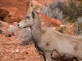 Mountain goat
